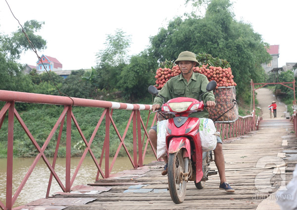 vải thiều lục ngạn